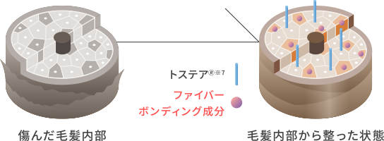傷んだ毛髪内部⇒毛髪内部から整った状態
