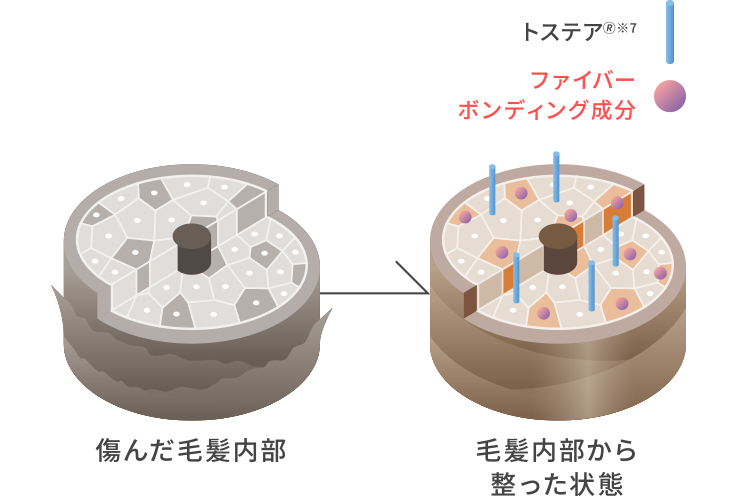 傷んだ毛髪内部⇒毛髪内部から整った状態