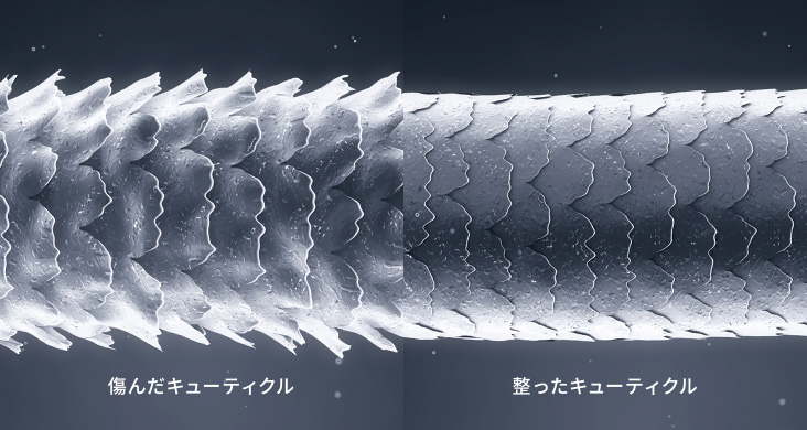 傷んだキューティクル/整ったキューティクル