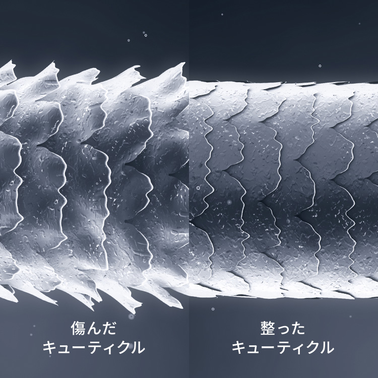 傷んだキューティクル/整ったキューティクル